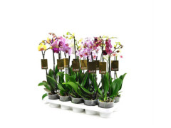 PHALAENOPSIS 2TIGES POT12CM H60CM