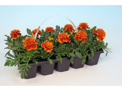 OEILLET INDE POT7CM H15CM BARQUETTE 10