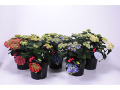 HORTENSIA FLEURIE POT23CM H40CM