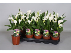ARUM BLANC POT 13CM H35CM