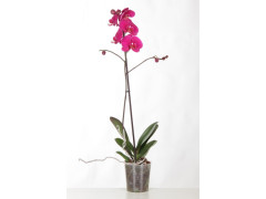 PHALAENOPSIS POT 12CM H60CM
