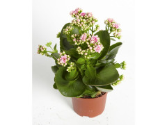 KALANCHOE