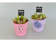 NARCISSUS EN CACHE POT