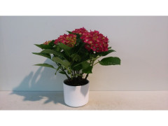 HORTENSIA EN CACHE POT CERAMIQUE