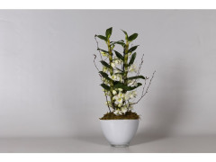 DENDROBIUM CACHE POT VERRE
