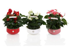 ANTHURIUM CERAMIQUE