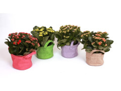 KALANCHOE CACHE POT ZINC