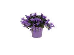 CAMPANULA