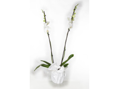PHALAENOPSIS GRANDIFLORA BLANC