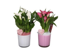 ZANTEDESCHIA MIX - EN VERRE
