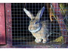 GRILLAGE ANIMAUX CAR GALV19MM 0.5MX3M