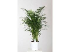 ARECA DIAMETRE 24 CM HAUTEUR 120 CM