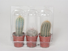 MINI-CACTUS X3 DIAMETRE 5.5CM HAUTEUR 20CM