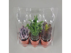 SUCCULENTES DIAMETRE 5.5CM X3