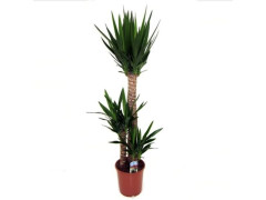YUCCA 3TRONCS 2-3TETES 24X145