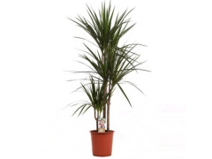 DRACAENA MARGINATA 24X165