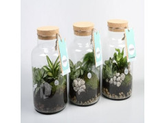 COMPOSITION EN VERRE 3 PLANTES DIAMETRE 15CM HAUTEUR 40CM