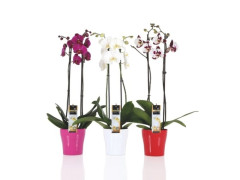 PHALAENOPSIS 2 TIGE CACHE-POT ASSORTI COULEUR FLEUR