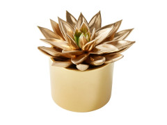 ECHEVERIA PEINT DIAMETRE 12CM POT CERAMIQUE ASSORTI
