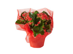 KALANCHOE FLEUR DOUBLE ROUGE/BLANC