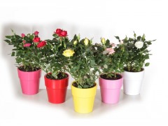 ROSIER MINI MIX POT CERAMIQUE