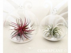 TILLANDSIA