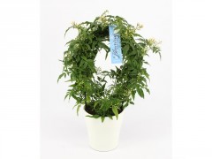 JASMIN LEO JAUNE POT CERAMIQUE