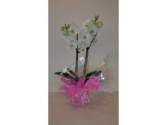 PHALAENOPSIS 2 TIGES AVEC POT COLLERETTE 12X60