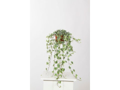 LIERRE HEDERA PANACHE POT 13CM