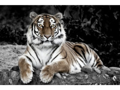 TOILE EN OBSERVATION 30X45