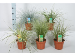 PLANTE GRAMINEES ASSORTIES POT 17CM HAUTEUR 45CM