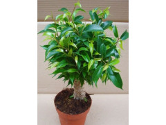 PLANTE FICUS NATASJA JUTE POT DIAMETRE 12CM HAUTEUR 40CM
