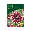 BULBE DAHLIA DECO DUET N1 SACHET 2