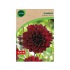 BULBE DAHLIA DECO ARABIAN NIGHT N1 SACHET 2