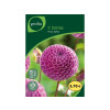 BULBE DAHLIA POMPON FRANZ KAFKA N1 SACHET 2