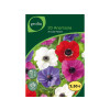 BULBE ANEMONES DE CAEN MELANGE 6/7 SACHET 20
