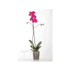 PHALAENOPSIS POT 12CM H60CM