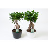 FICUS GINSING POT13CM CERAMIQUE H30CM