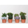 SUCCULENTES POT12CM H18CM
