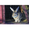 GRILLAGE ANIMAUX CAR GALV 19MM 1MX3M