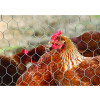 GRILLAGE ANIMAUX HEX GALV13MM 1.5X5M