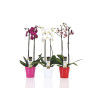 PHALAENOPSIS 2 TIGE CACHE-POT ASSORTI COULEUR FLEUR