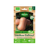 GRAINE POTAGERE COURGE WALTHAM BUTTERNUT BIO VILMORIN 2G
