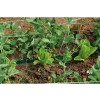 TUYAU ARROSEUR DIAMETRE 4MM TRIFOG 15M + RACCORD