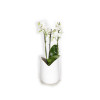 PHALAENOPSIS 3 TIGE POT CERAMIQUE BLANC