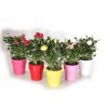 ROSIER MINI MIX POT CERAMIQUE