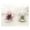 TILLANDSIA