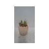 NARCISSE COMPOSITION PAQUES POT CERAMIQUE