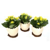 KALANCHOE JAUNE POT CERAMIQUE