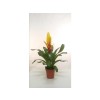 BROMELIA JAUNE POT 12CM